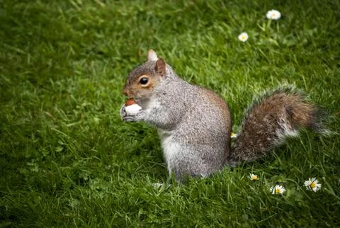 Peckish squirrel Stock Photos