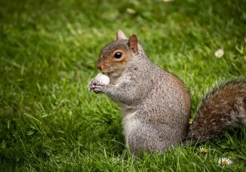 Peckish squirrel Stock Photos