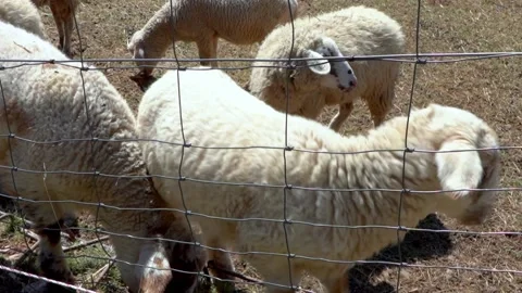 Pecore1 Vidéo 187404138