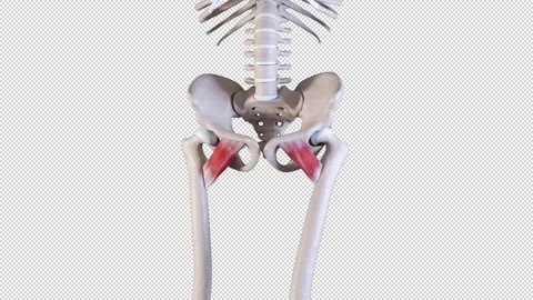 Pectineus Muscle Movement Video stock 313266927