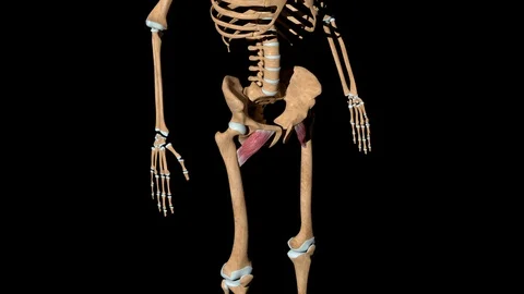 Pectineus Muscles on Skeleton 動画素材 128037986