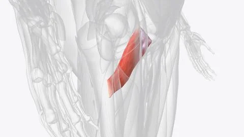 Pectineus is a short quadrangular muscle extending from the pubis to the area Stock Illustration