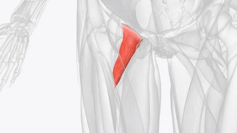 Pectineus is a short quadrangular muscle extending from the pubis to the area Stock Illustration