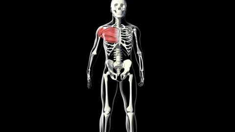 Pectoral Muscles Video stock 121719872