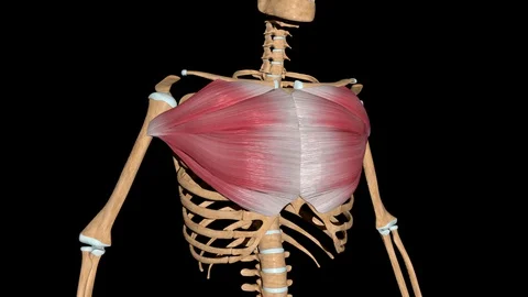 Pectoralis Major Muscles on Skeleton | Stock Video | Pond5