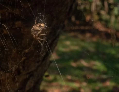 The peculiar spider Stock Photos