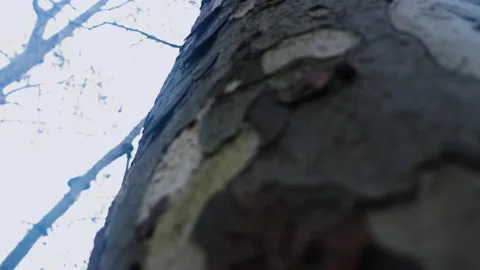 A peculiar tree in the middle of the city Video stock 265105728