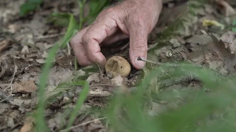 Pecurka Stock Footage 114770694