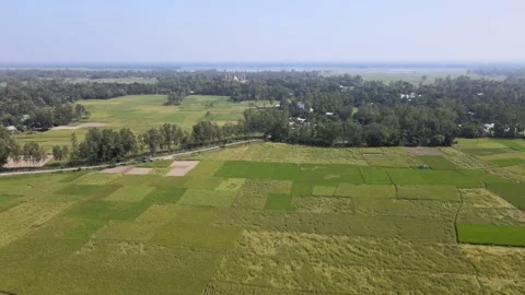 Peddy Fields 2 Stock Footage 210982546