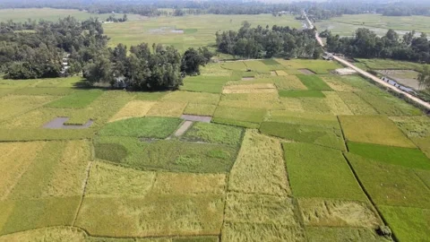 Peddy Fields 3 Stock Footage 210988677