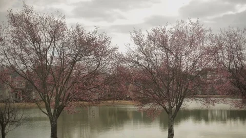 Pedestal down view of trees next to small pond. Stock Footage 85957614