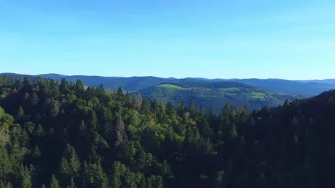 Pedestal of Pine Tree Forest and Valley (drone) Stock Footage 162904658