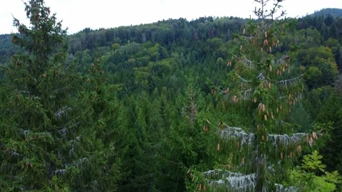 Pedestal of Pine Tree Forest (drone) Stock Footage 162905869