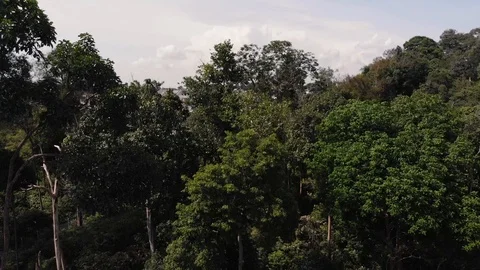 Pedestal shot of a forest buffer area revealing modern and exclusive Stockbeeldmateriaal 123092509
