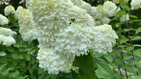 Pedestal Up Shot of Hydrangea Paniculata Siebold Phantom Flowers in Bloom Stock Footage 115619207
