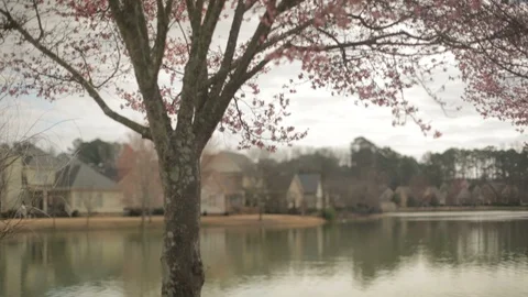 Pedestal up view of singe tree  next to pond. Stock Footage 85957646