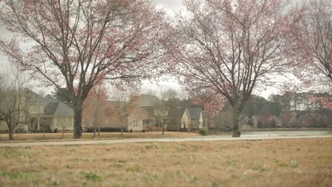 Pedestal up view of trees next to small pond. Stock Footage 85957676