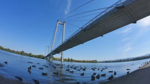 Pedestrian bridge over the river, ducks on the river Video stock 67555622