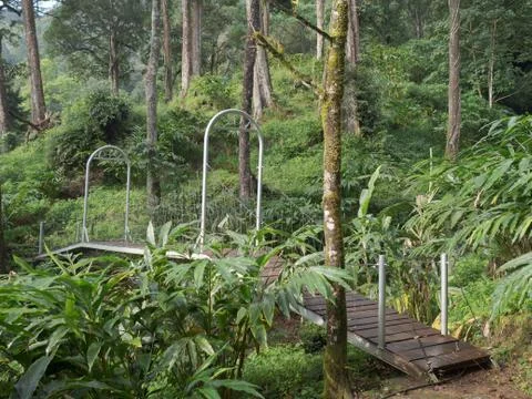 Pedestrian bridge over stream between trees in rainforest in Hotel resort in  Stock Photos