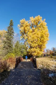 Pedestrian bridge pathway in park with fall foliage Stock Photos