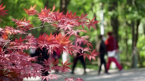 Pedestrian in the park in spring, defocus lens. Stock Footage 223069883