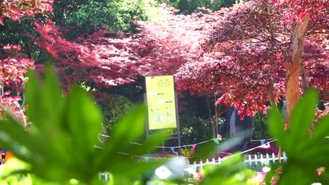 Pedestrian in the park in spring, defocus lens. Stock Footage 223069893