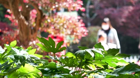 Pedestrian in the park in spring, defocus lens. Stock Footage 223069915
