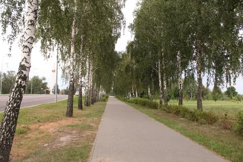 A pedestrian path between birch trees in summer. Green trees near the footpat Stock Photos