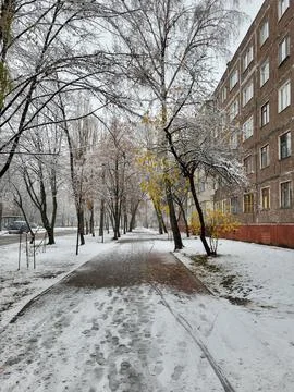 Pedestrian Path Between Snowy Trees 写真素材