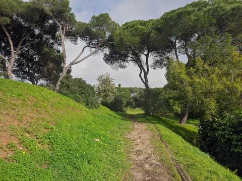 Pedestrian path in the middle of the forest Foto stock