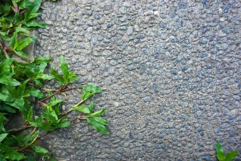 Pedestrian path overgrown by grass Stock Photos