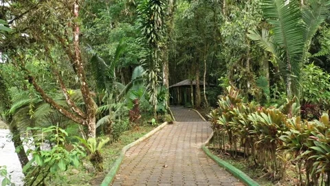 A pedestrian path with small tiles and small ornamental plants along both sides Video stock 142748499
