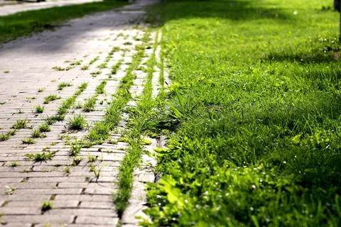 Pedestrian path surrounded by grass on a sunny day, ideal for expressing outd Stock Photos