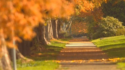 Pedestrian pathway with fall color trees along side Video stock 99522047