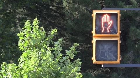 Pedestrian street crossing countdown timer at intersection Stock Footage 113513401