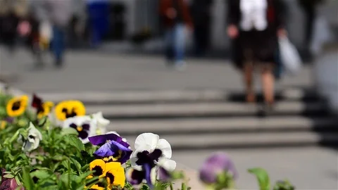 Pedestrian traffic through an underpass seen over the flowers from entry Stock Footage 95906606