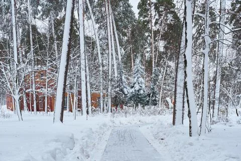 Pedestrian walking intersection cleared of snow in a winter park Stock Photos