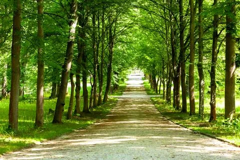 Pedestrian walkway for exercise lined up with beautiful tall trees Stock Photos