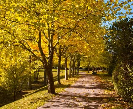 Pedestrian walkway for exercise lined up with beautiful tall trees, in autu.. Stock Photos