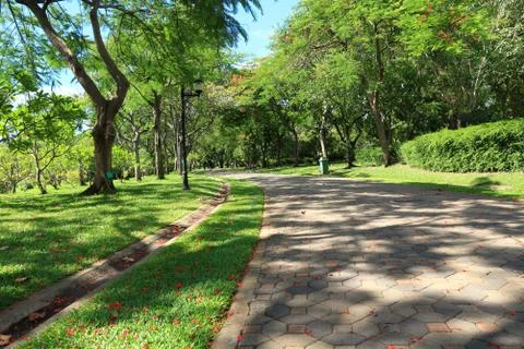 Pedestrian walkway for exercise lined up with silvan tree. Stock Photos