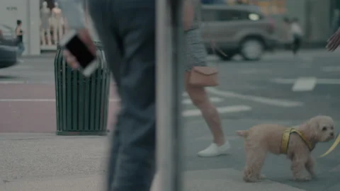 Pedestrians and Pets in NYC Store Window Reflection Vidéo 155841053
