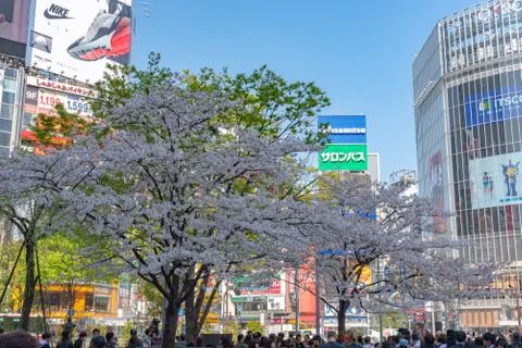 Pedestrians crosswalk at Shibuya Stock-Fotos