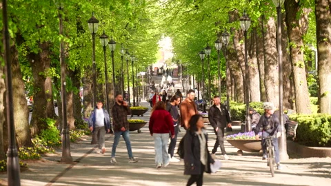 Pedestrians Stroll Along Tree Lined Boulevard With Lamps and Flower Planters Vídeo Stock 330995894