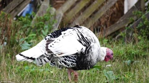 A pedestrous turkey walks on the household plot and looking for food in green Stock Footage 154296307