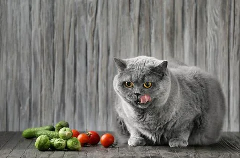 Pedigree cat eats vegetables. Fat Shorthair Diet Stock Photos