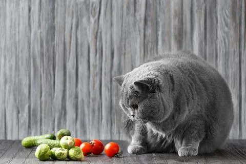 Pedigree cat eats vegetables. Fat Shorthair Diet Stock Photos
