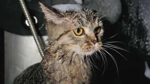 Pedigree cat gets nervous in pet spa bath held by owner in shower Vídeo Stock 240635183