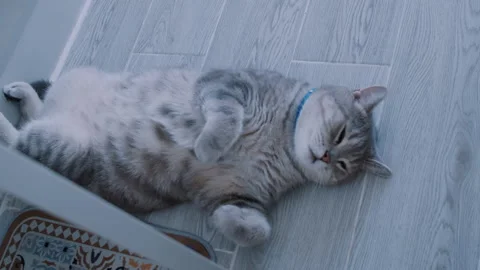 Pedigree cat lying on his back on a light coloured floor and sleeping sweetly Stock Footage 312883576