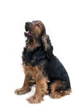 Pedigree cocker spaniel Stock Photos