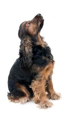 Pedigree cocker spaniel Stock Photos